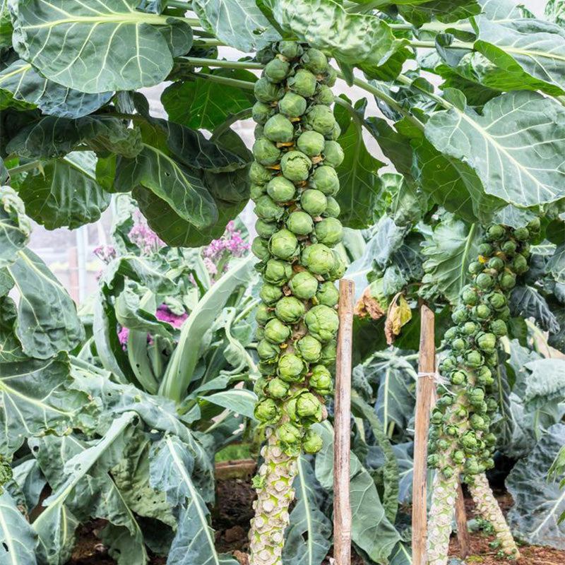Mega-Yield Brussels Sprouts Seeds