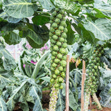Mega-Yield Brussels Sprouts Seeds