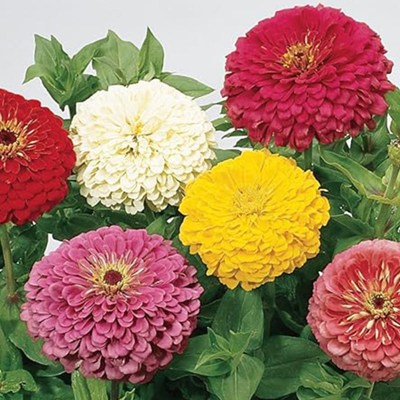 Semillas de zinnia de colores mixtos con flores gigantes