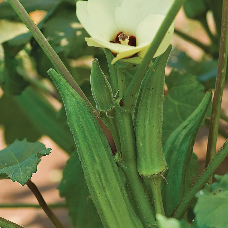 Okra, Clemson Spineless
