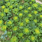 Heirloom Wrinkle-Leaf Bok Choy Seeds
