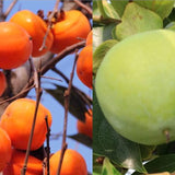 Semillas de frutos del árbol de caqui Diospyros Hachiya Planta alta en maceta Fruta de gran sabor