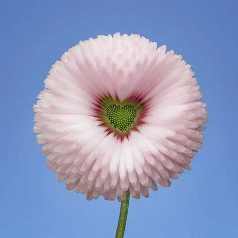 Aster Formula Mixed Colors - Flower Seeds