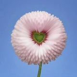 Aster Formula Mixed Colors - Flower Seeds