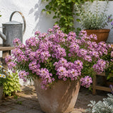 Pink Sweet Alyssum (Lobularia maritima) Seeds