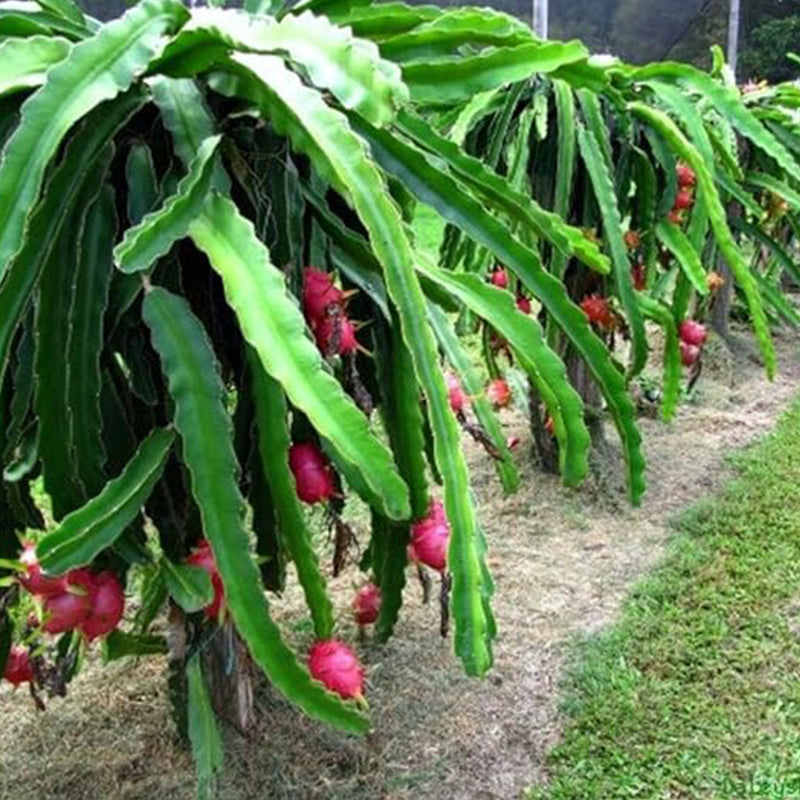 Semillas de fruta del dragón, Hylocereus triangularis: deliciosa fruta y fragantes flores que florecen de noche
