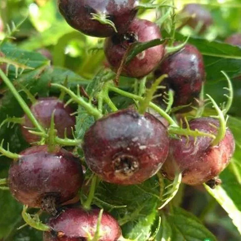 Small Version Of Pumpkin-Red Ginseng Seeds