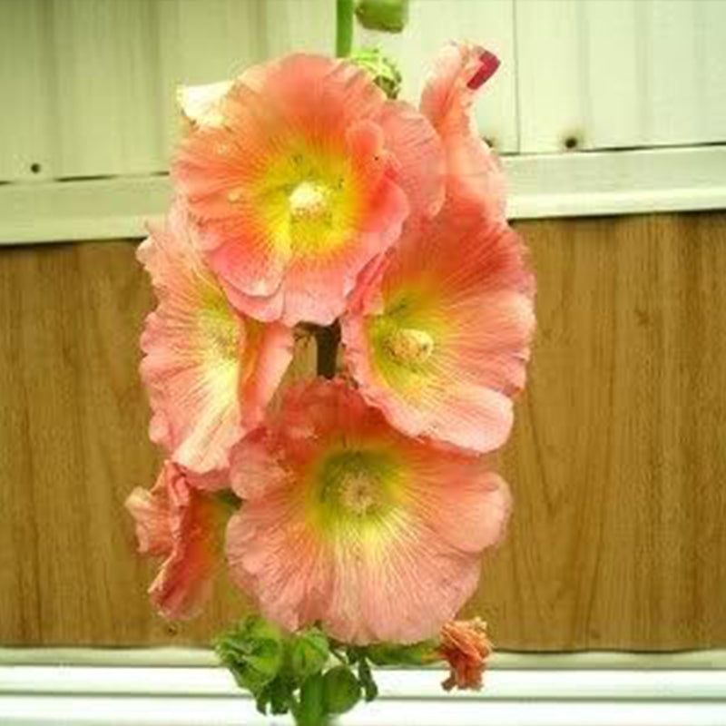 Mixed Colors Hollyhock Country Romance Mix Alcea Rosea Flower Seeds