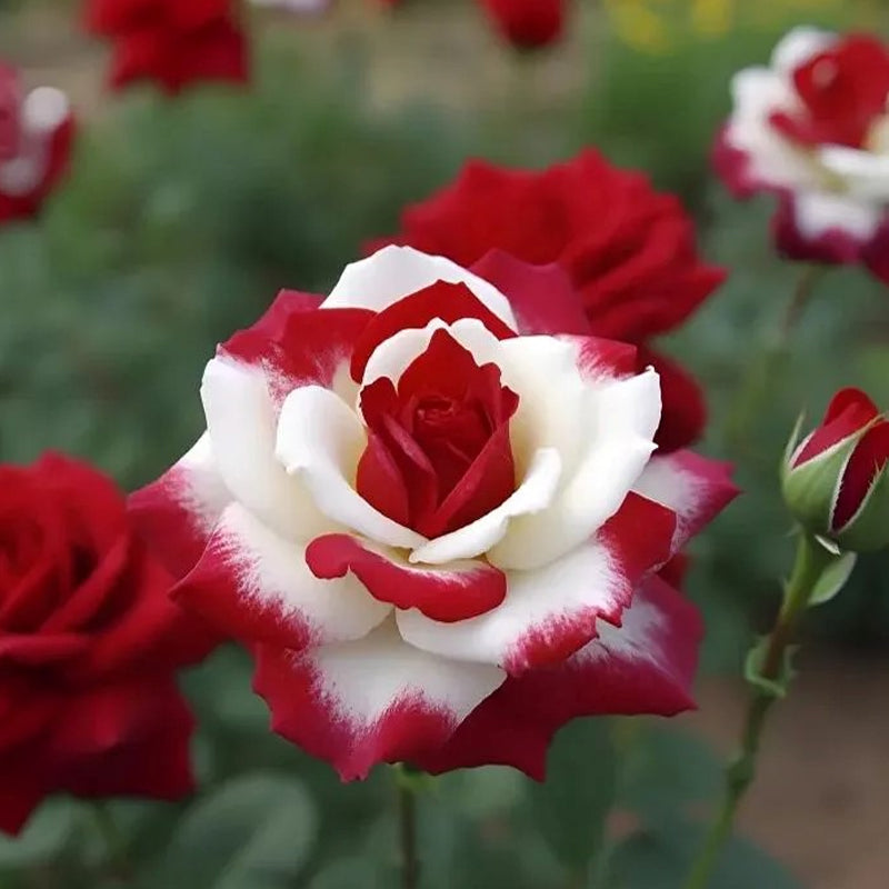 Semillas de rosas gemelas de corazón rojo