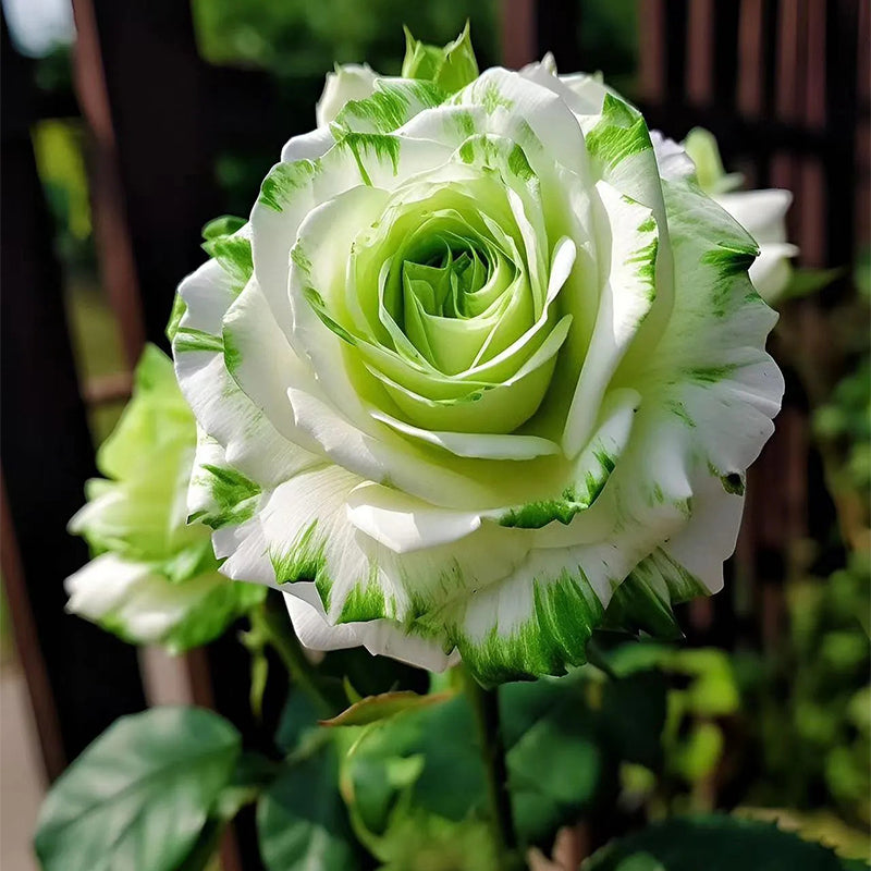 Two Green Roses Rare White and Green Twin Roses – Haiyiplants