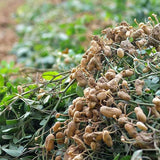 Semillas de maní Virginia Jumbo sin OGM, semillas frescas de jardín, ¡elección de los jardineros!