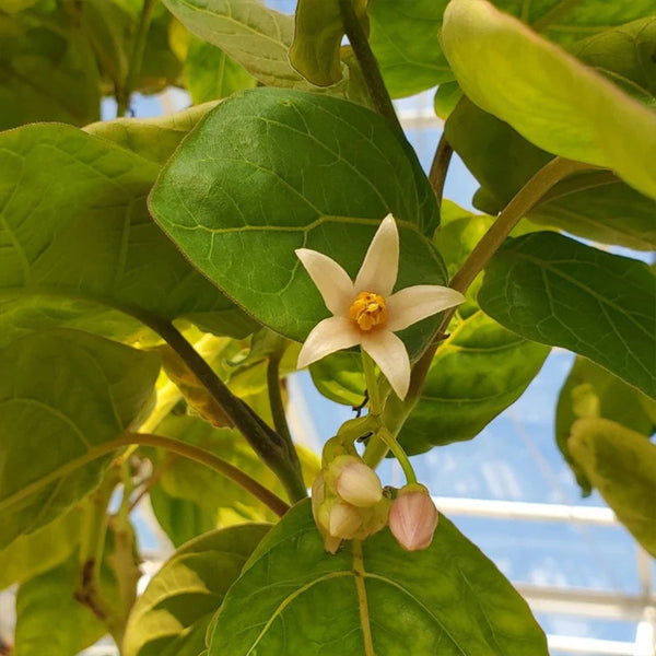 Solanum betaceum Yellow Fruit Tamarillo  Tree Tomato