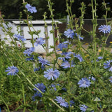 Perennial Chicory Flower Seeds for Planting