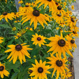 Black-Eyed Susan Seeds - Golden Yellow