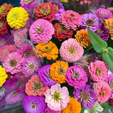 Double Zinnia Mixed Color Seeds