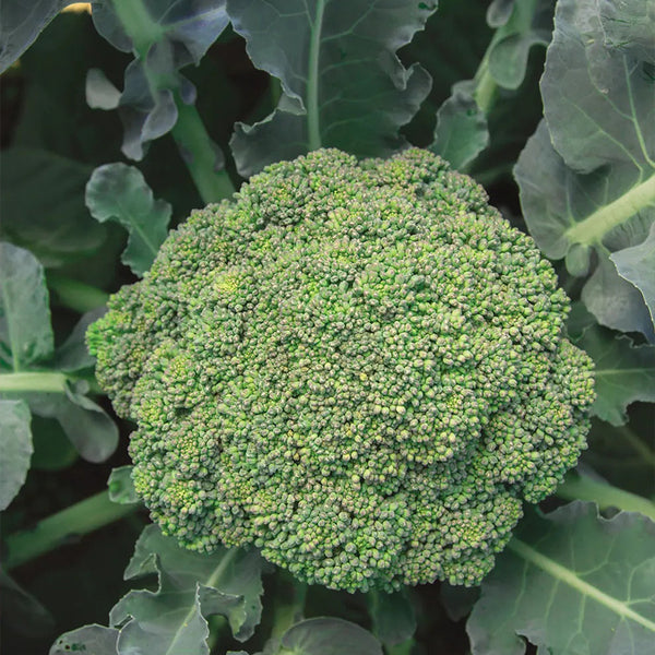 Broccoli, Eastern Magic Hybrid