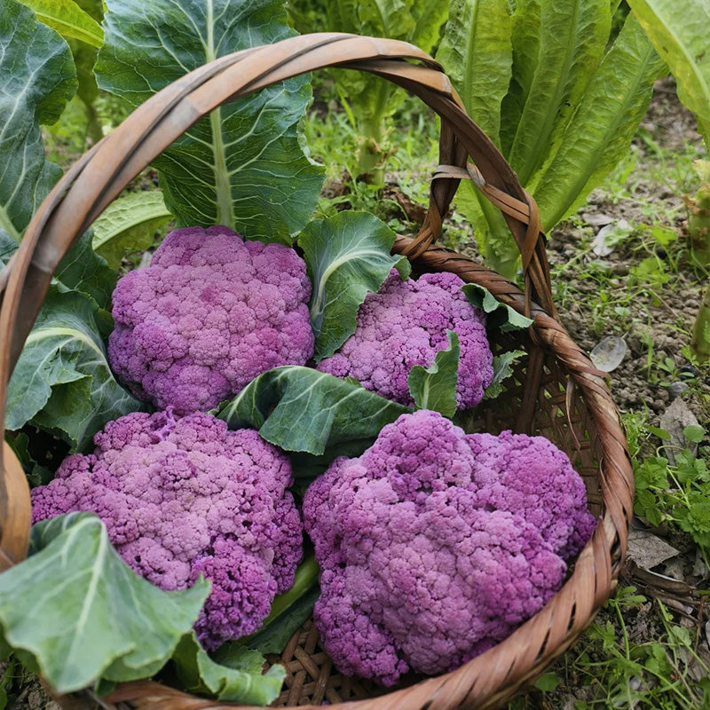 Heirloom Purple Broccoli Seeds