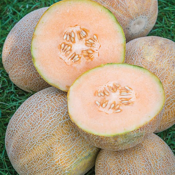 Ambrosia Cantaloupe Melon Seeds