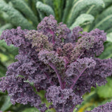 Semillas de col rizada escarlata para plantar hortalizas en el jardín