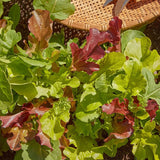 Mesclun, Classic Mix