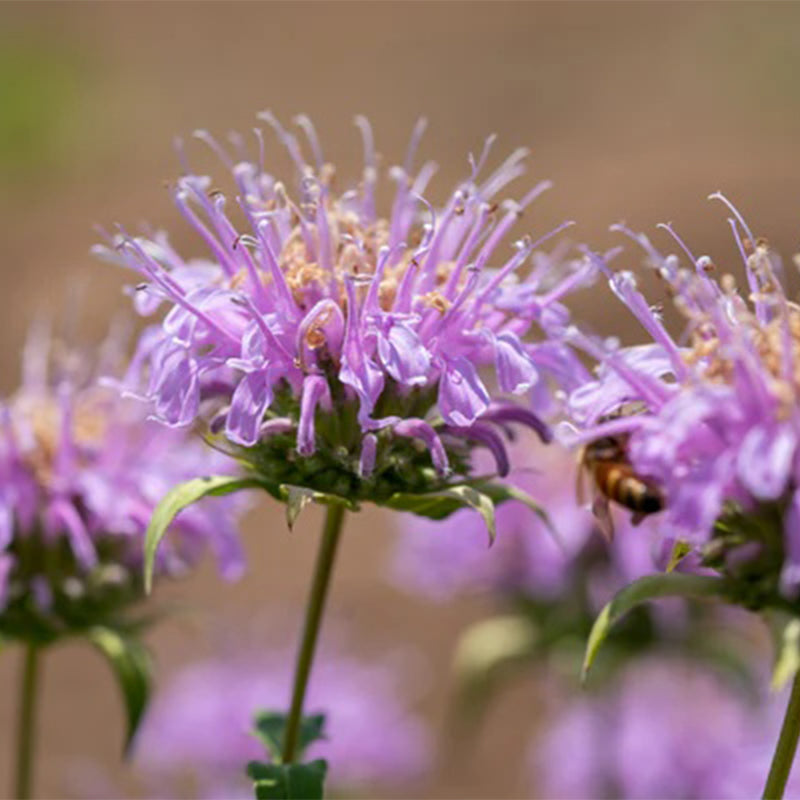Bee Balm (Wild Bergamot Lavender)