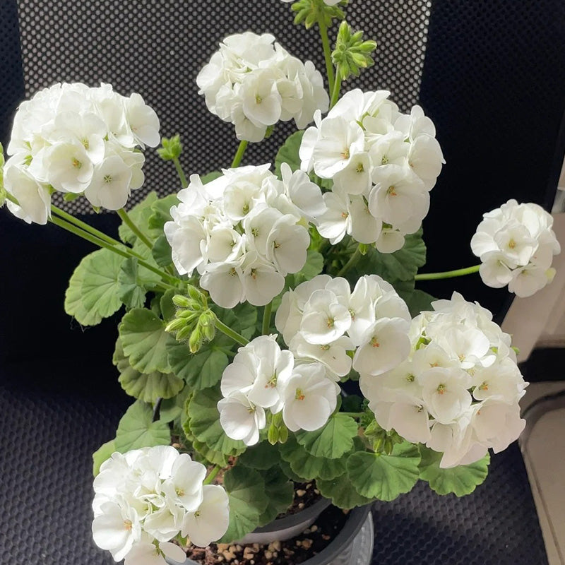 Geranium Pinto Premium White F1 Seed