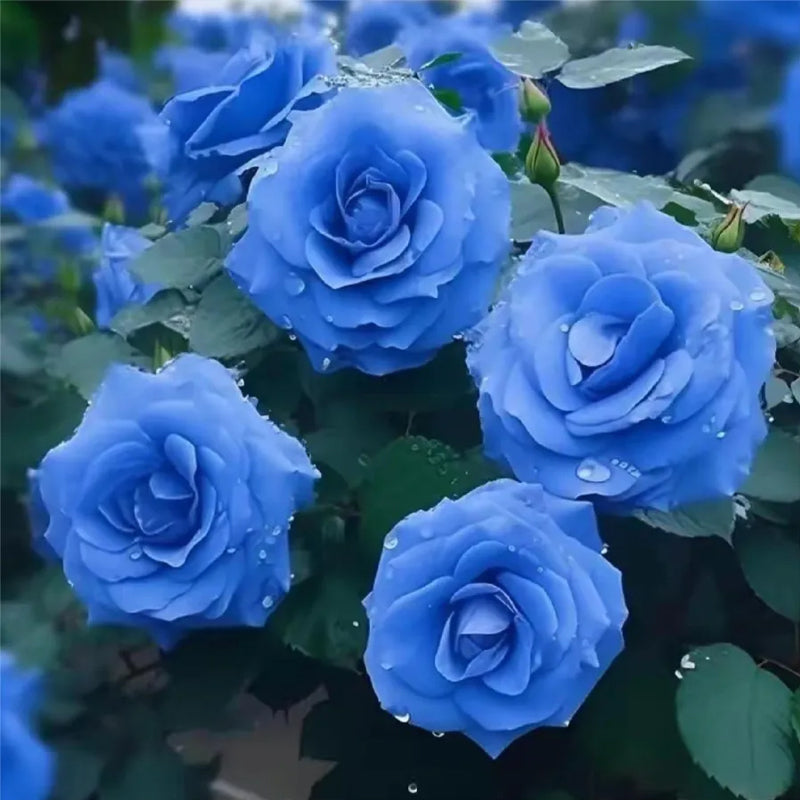 Blue Enchantress Roses - Rare – Haiyiplants
