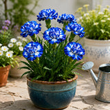 Blue & White Striped Carnation Seeds
