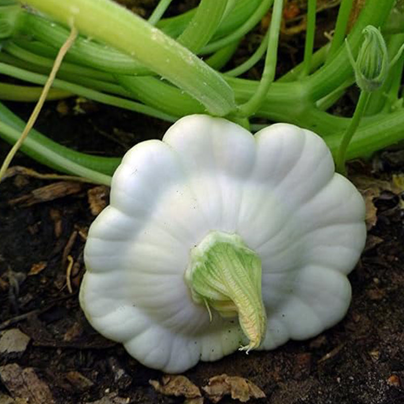 Semillas tempranas de calabaza de verano de tipo vieira blanca para plantar.
