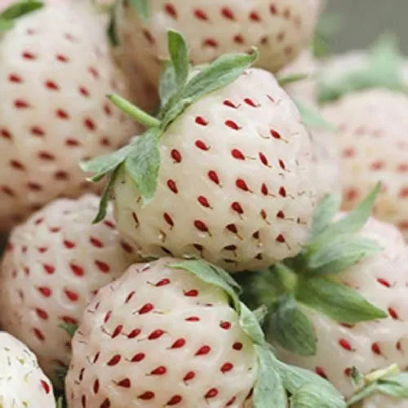 Rare Milk Strawberry Seeds