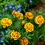 Mango Tango Marigold Seeds
