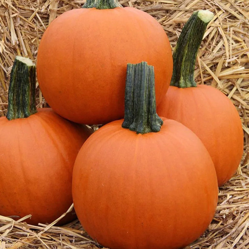 Calabaza Bellatrix F1