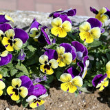 Semillas de flores de viola perenne Johnny Jump Up para plantar