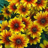 Bicolor Gloriosa Daisy Seeds - Mahogany & Bright Yellow