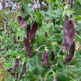 Royal Purple Snow Pea Seeds