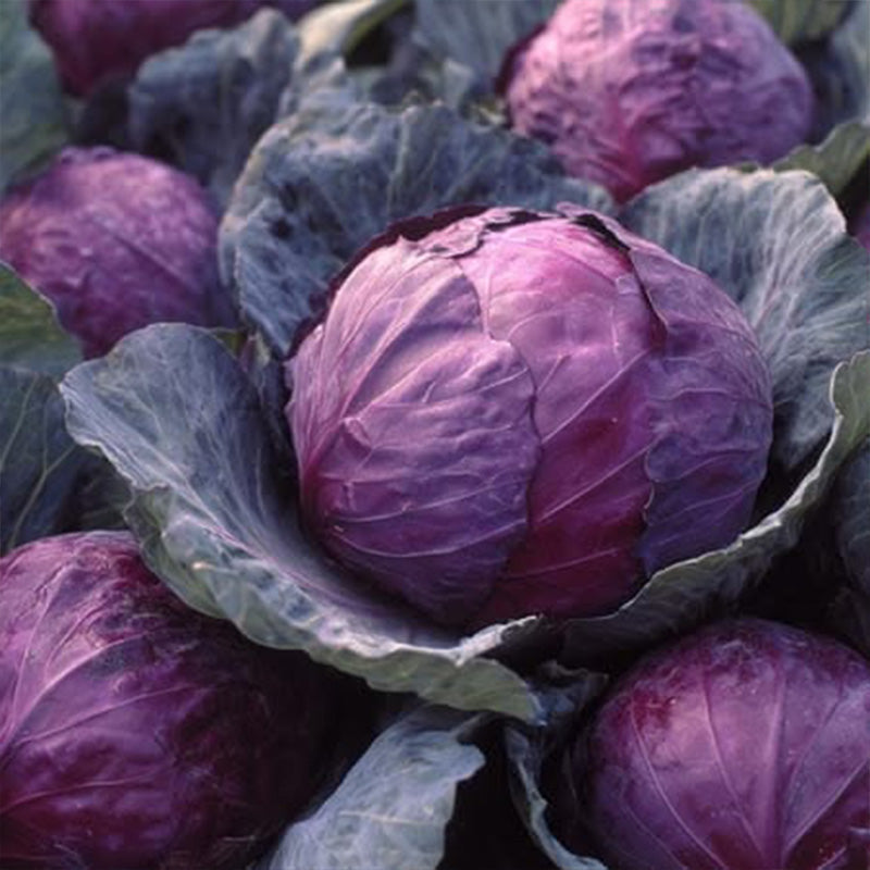 Holiday Red Cabbage Seeds