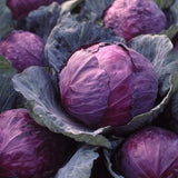 Holiday Red Cabbage Seeds