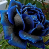 Midnight Supreme Rose Flower Seeds