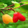 Choniccra standishii-Love Fruit Seeds