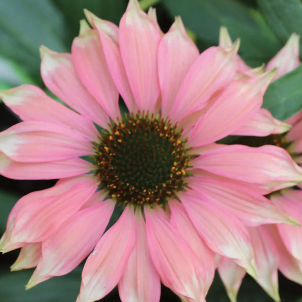 Echinacea, Playful Meadow Mama