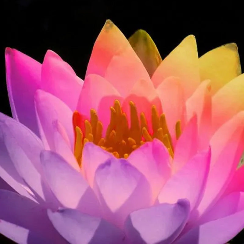 Rare Rainbow Lotus Seeds  Bowl Water Lily Hydroponic Plants Fast Growing