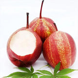 Pyrus pyrifolia 'Nijisseiki'Rainbow Pear Seeds