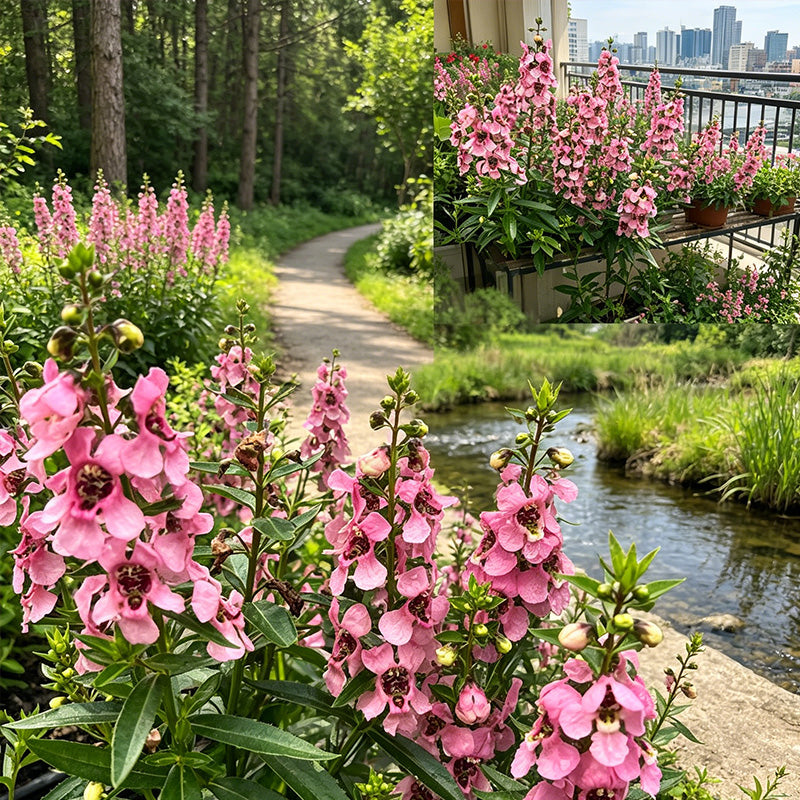 Pink Summer Snapdragon (Angelonia angustifolia) Seeds