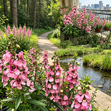 Pink Summer Snapdragon (Angelonia angustifolia) Seeds