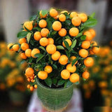 Potted Sugar Tangerine Seeds