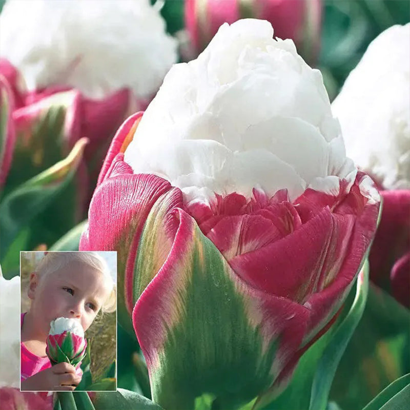 Semillas de tulipán de color raro para bonsái n.° 23