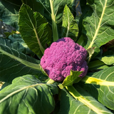 Purple Cauliflower Seed