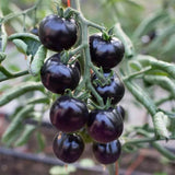 Semillas de tomate orgánico de rosa índigo, Solanum lycopersicum