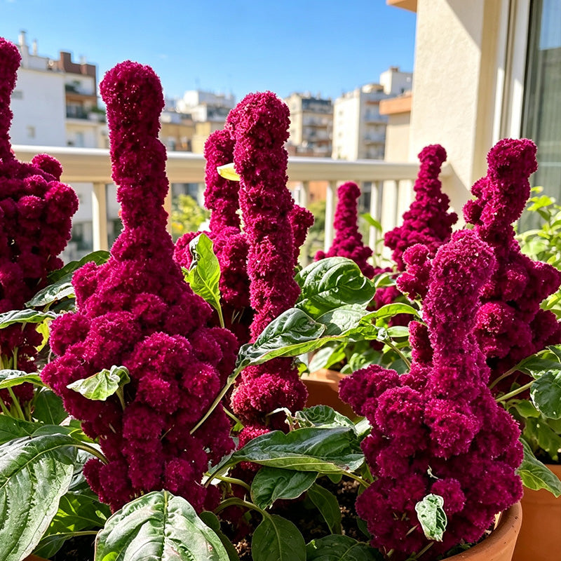Feathered Amaranth (Amaranthus cruentus) Seeds