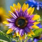 Girasol con forma de corazón morado y bordes verdes
